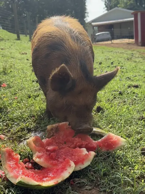 A ginger Kune Kune pig with its nose in a pile of watermelon rinds on the grass