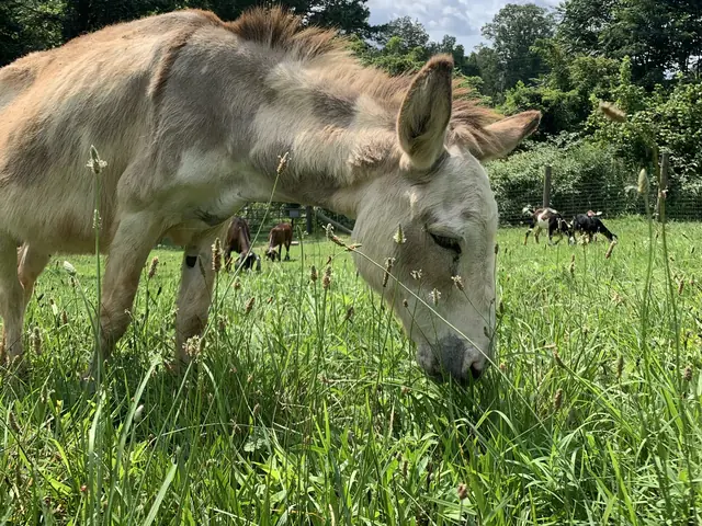 Rainey, a gray-and-white spotted mini donkey, grazing in tall grass with goats behind her