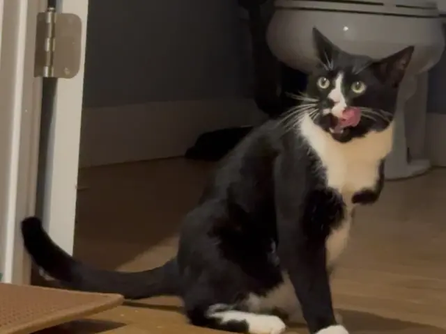 Skunk, a black-and-white tuxedo cat with three legs, sitting on the floor and licking his lips