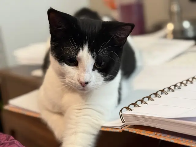 Sweet Pea, a black-and-white cat, reaching one white paw down from a desk