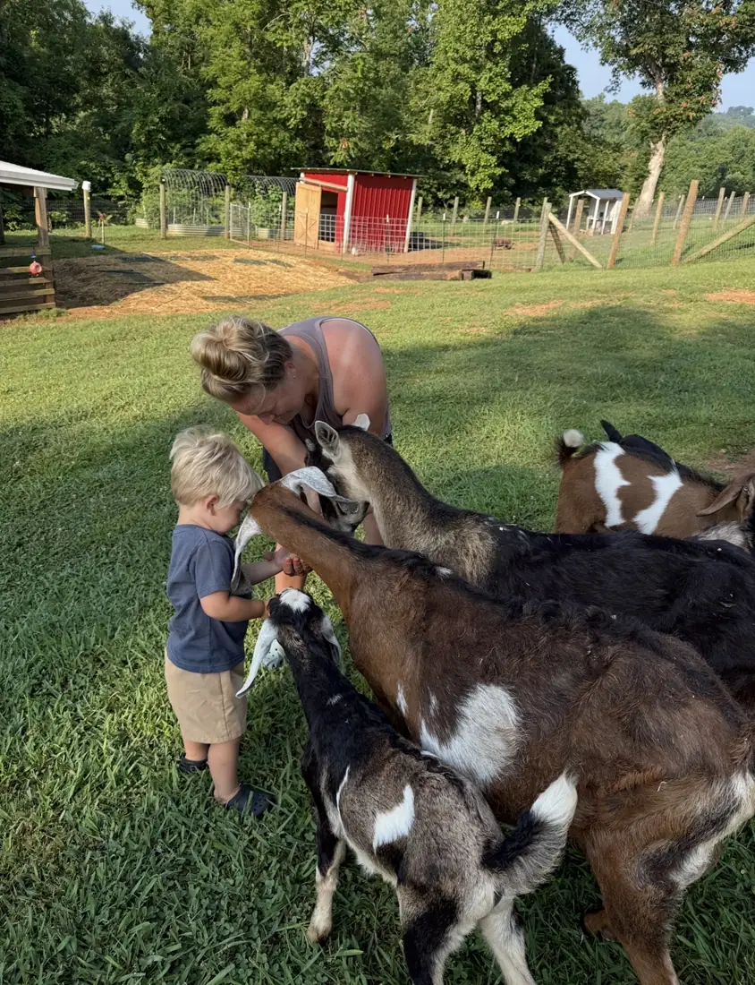 A small boy surrounded by goats crowding in for attention