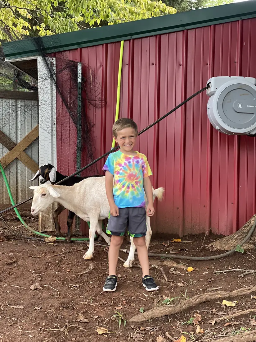 A boy standing beside a goat in front of the red barn