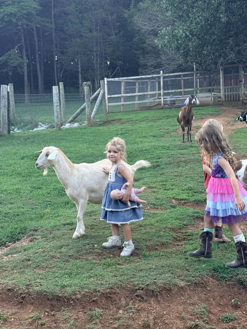 A girl carefully holding a white goat