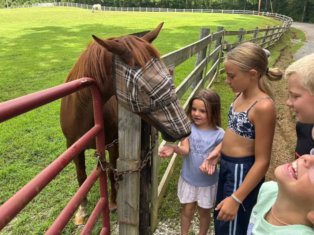 Children gathered at the fence to meet a horse