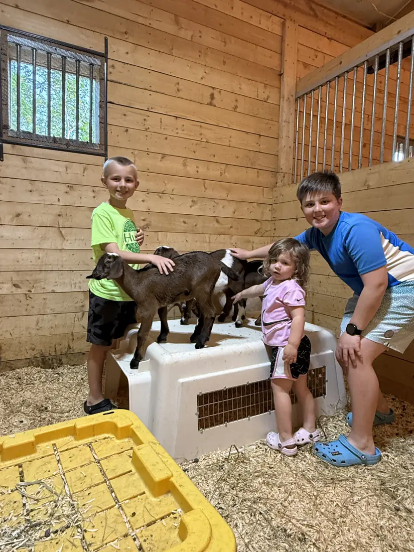 Children meeting young goats in the barn aisle