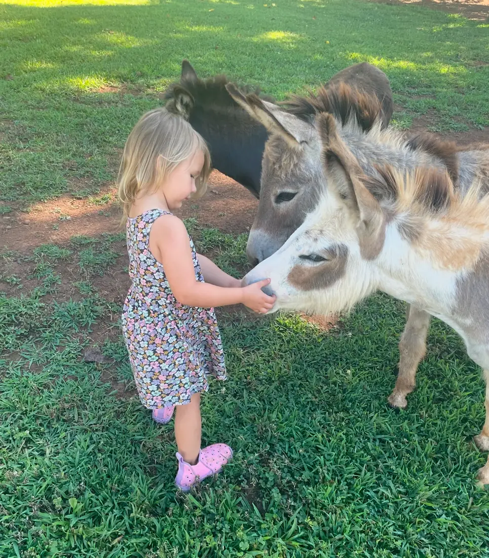 A girl feeding a mini donkey from a flat hand in the grass