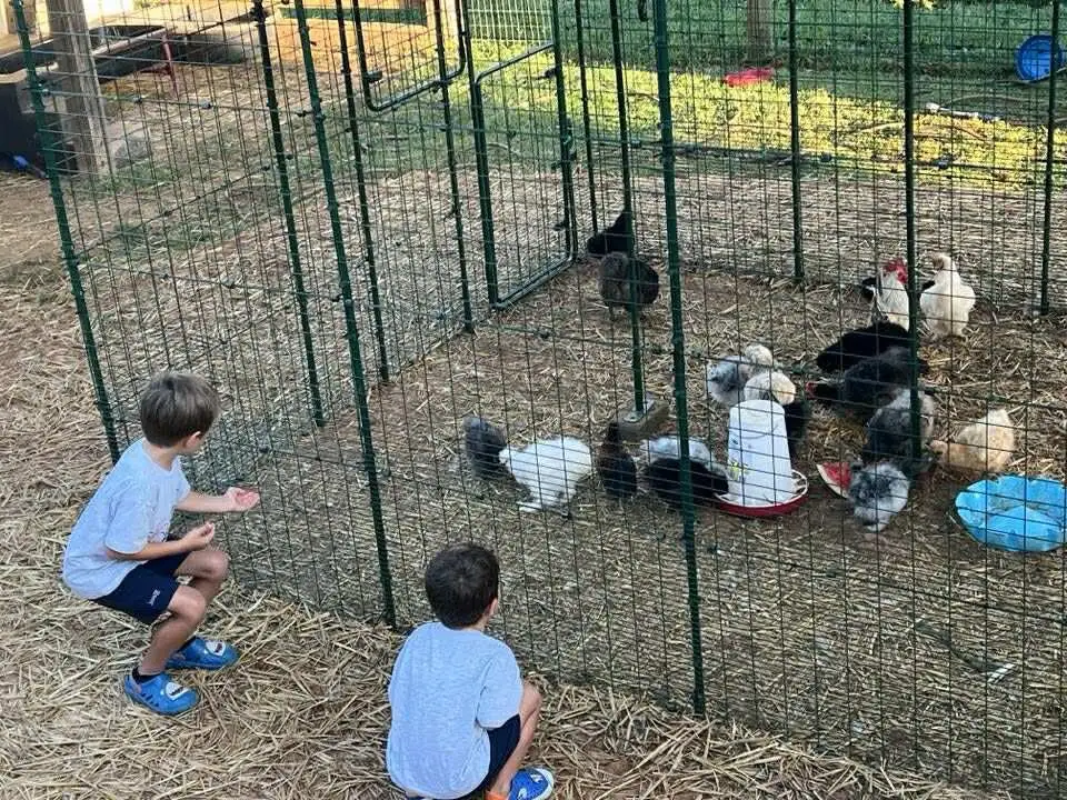 Children crouched at the chicken run watching the flock
