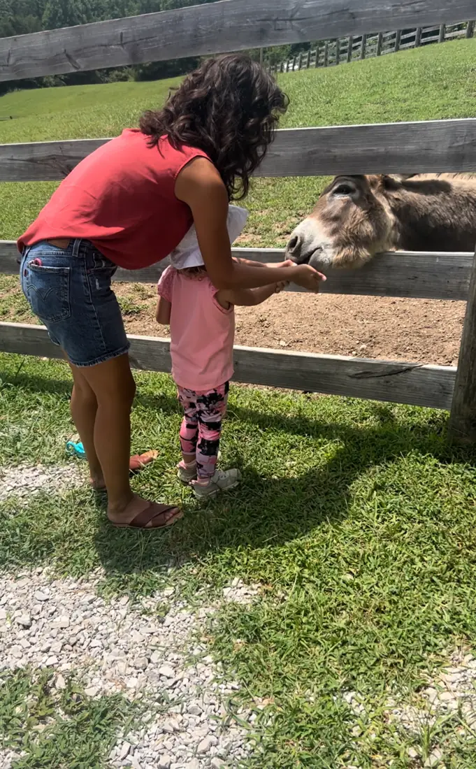 A woman reaching over the fence to a mini donkey