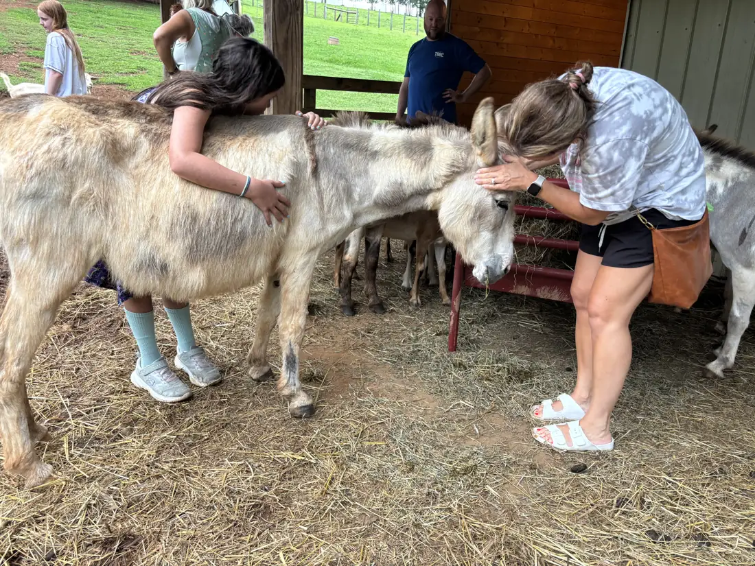 A woman in the barn with two mini donkeys leaning on her