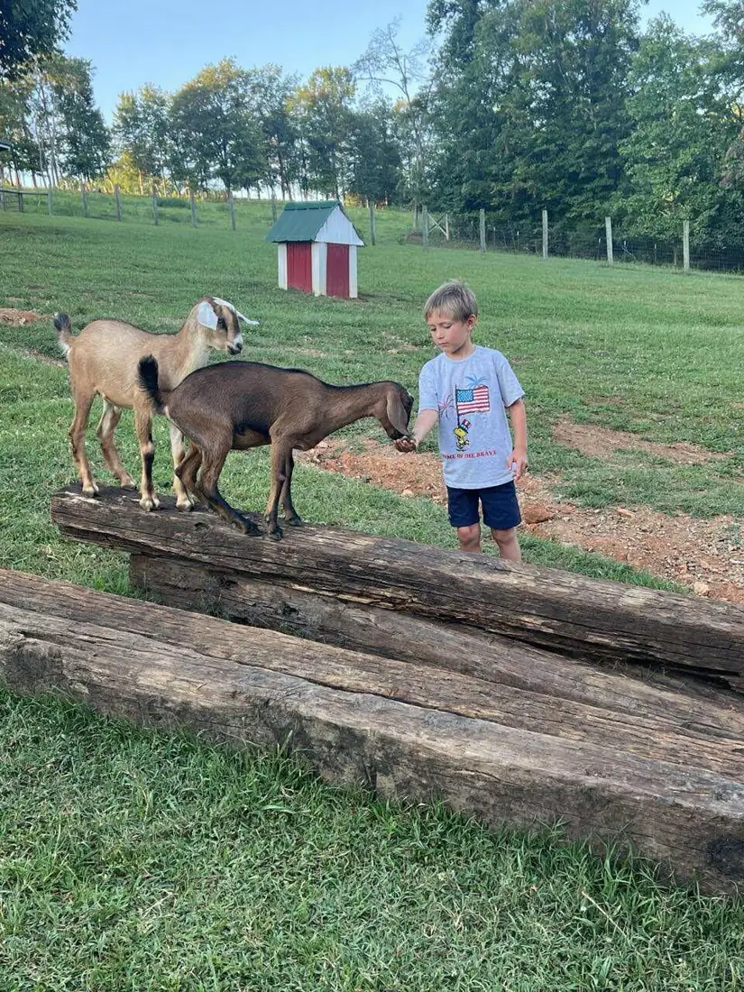 Children watching a goat standing on stacked logs