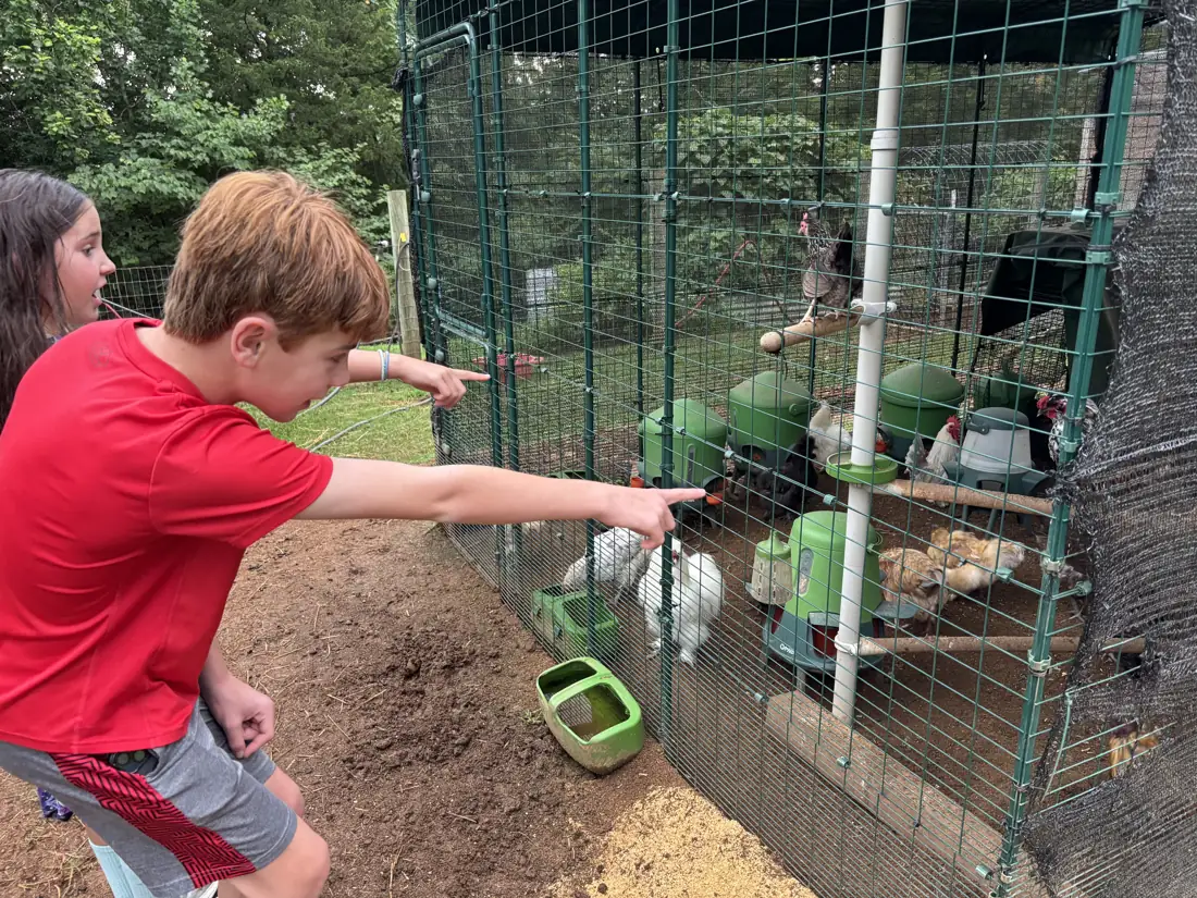 A boy reaching toward the chickens in the run