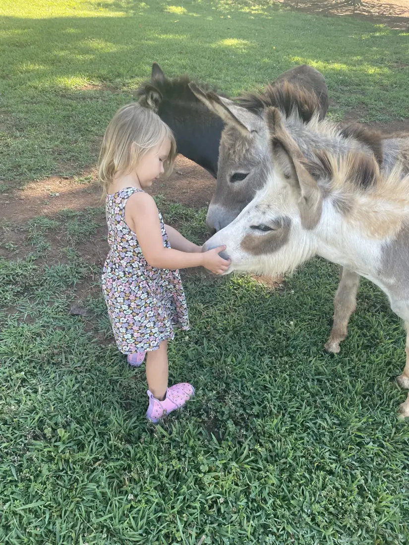 A girl feeding hay to a mini donkey