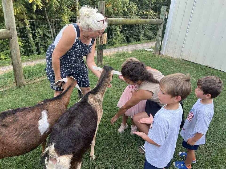 Children petting goats along the fence line with an adult helping