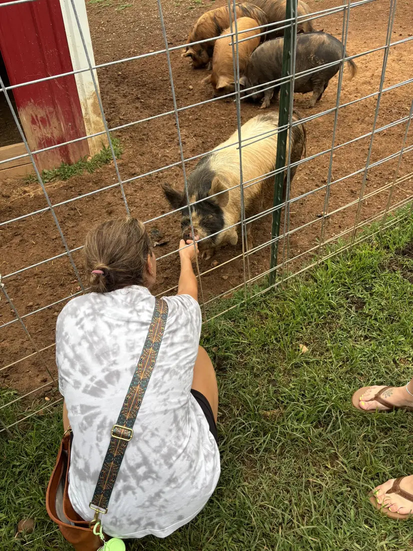 A visitor crouched at the fence reaching out to a Kune Kune pig while three more pigs come up behind