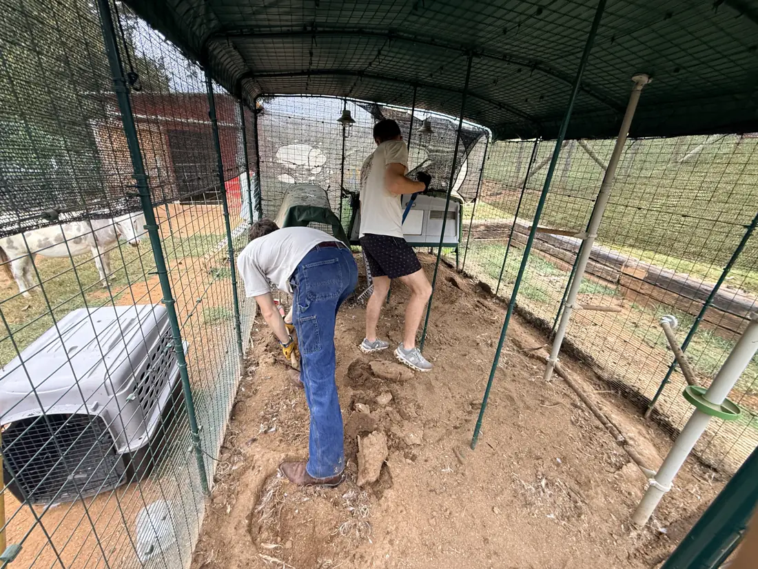 Two volunteers breaking up packed clay inside the covered chicken run with hand tools