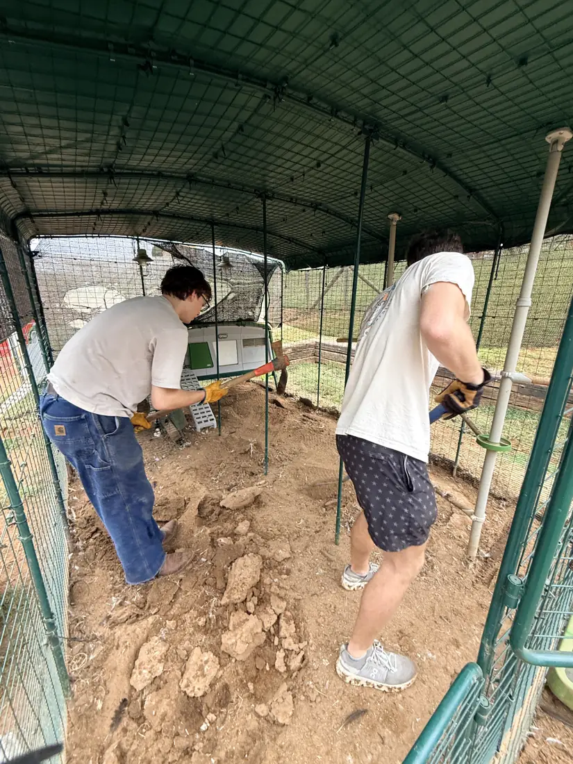 A volunteer swinging a mattock while another rakes the loosened dirt