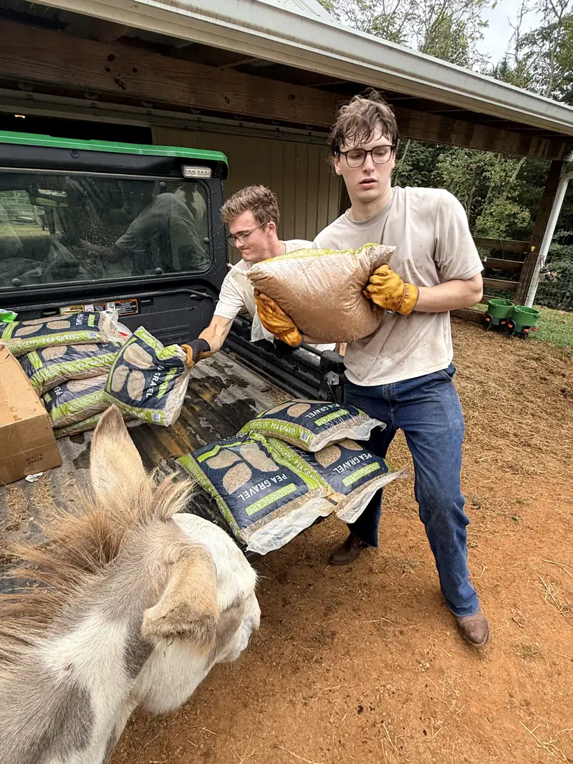 A volunteer carrying a bag of pea gravel past a curious mini donkey