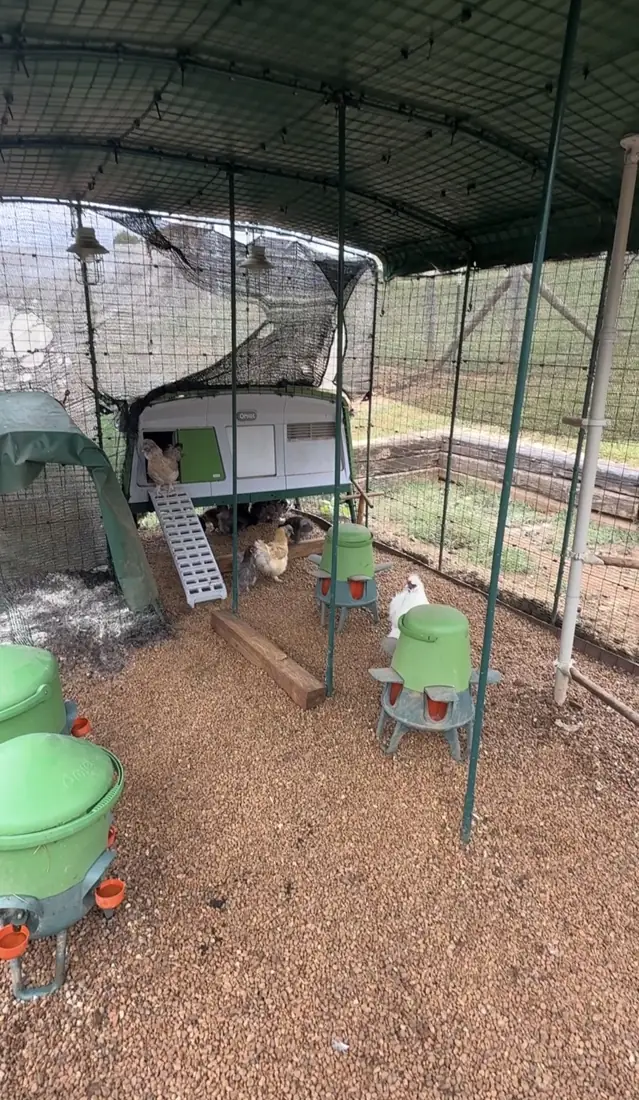 The finished chicken run with fresh pea gravel down and the flock back inside