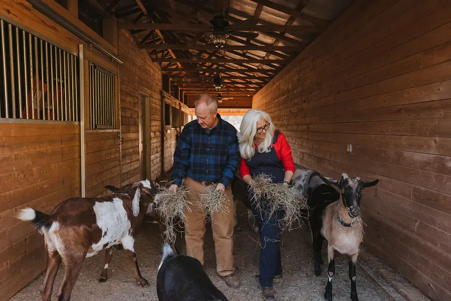 Lane and Jules carrying armfuls of hay down the barn aisle as the goats crowd in